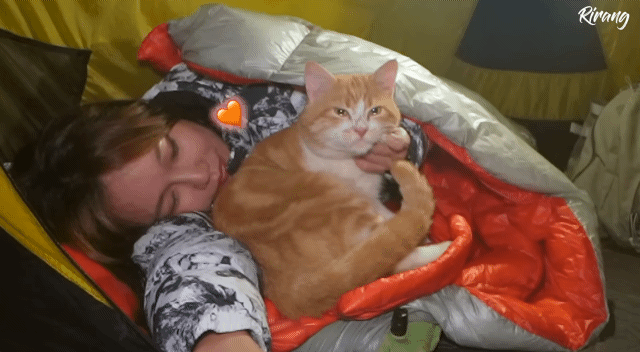 캠핑하는데 찾아온 고양이.gif | 인스티즈