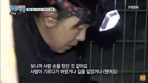 당신이 버린 강아지는 어떻게 되었을까 | 인스티즈