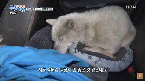 당신이 버린 강아지는 어떻게 되었을까 | 인스티즈