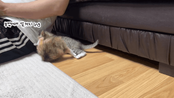 설거지 소리에 놀란 아기고양이들.gif | 인스티즈