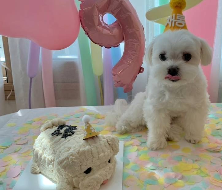 생일이 뭔진 모르겠지만 아무튼 신난 재롱이 | 인스티즈