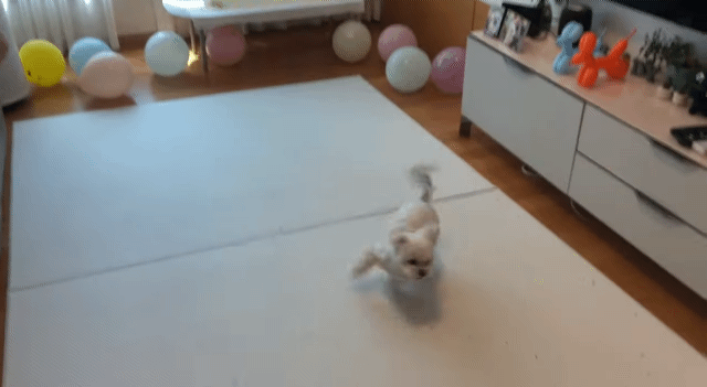 생일이 뭔진 모르겠지만 아무튼 신난 재롱이 | 인스티즈