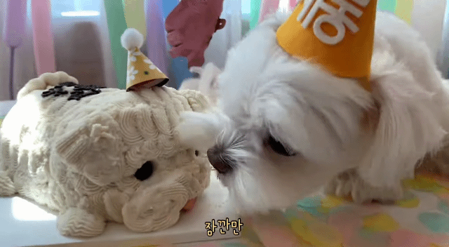 생일이 뭔진 모르겠지만 아무튼 신난 재롱이 | 인스티즈