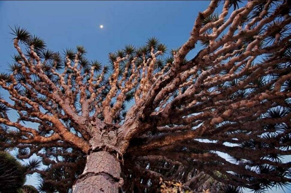 외계행성 같은 신비의 섬, 인도양 소코트라.jpg | 인스티즈
