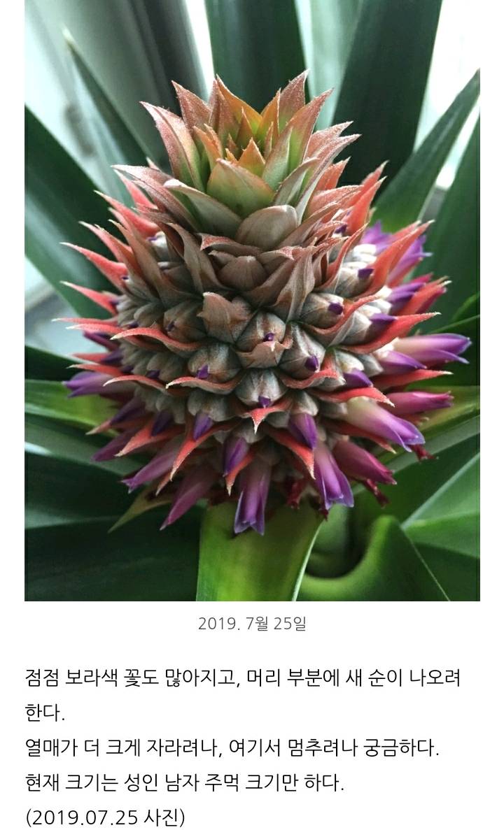 한 아저씨 블로거의 집에서 파인애플 키우기 (뭔가 힐링되는 기분임) | 인스티즈