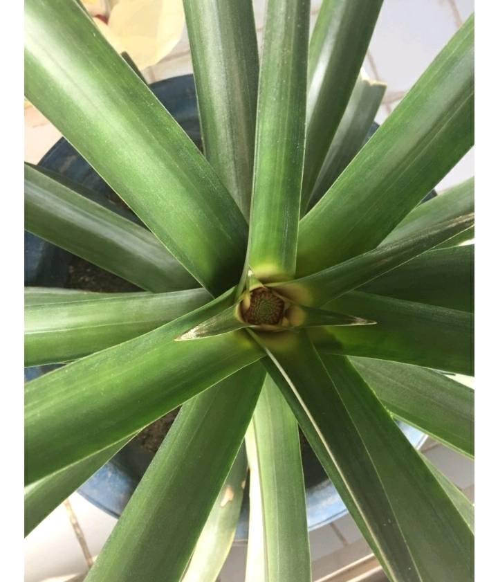 한 아저씨 블로거의 집에서 파인애플 키우기 (뭔가 힐링되는 기분임) | 인스티즈