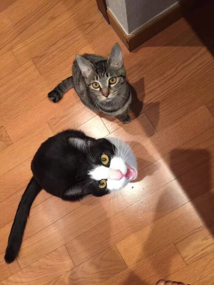 최근 키우던 고양이들을 고양이별로 떠나보냈다는 유승호 | 인스티즈