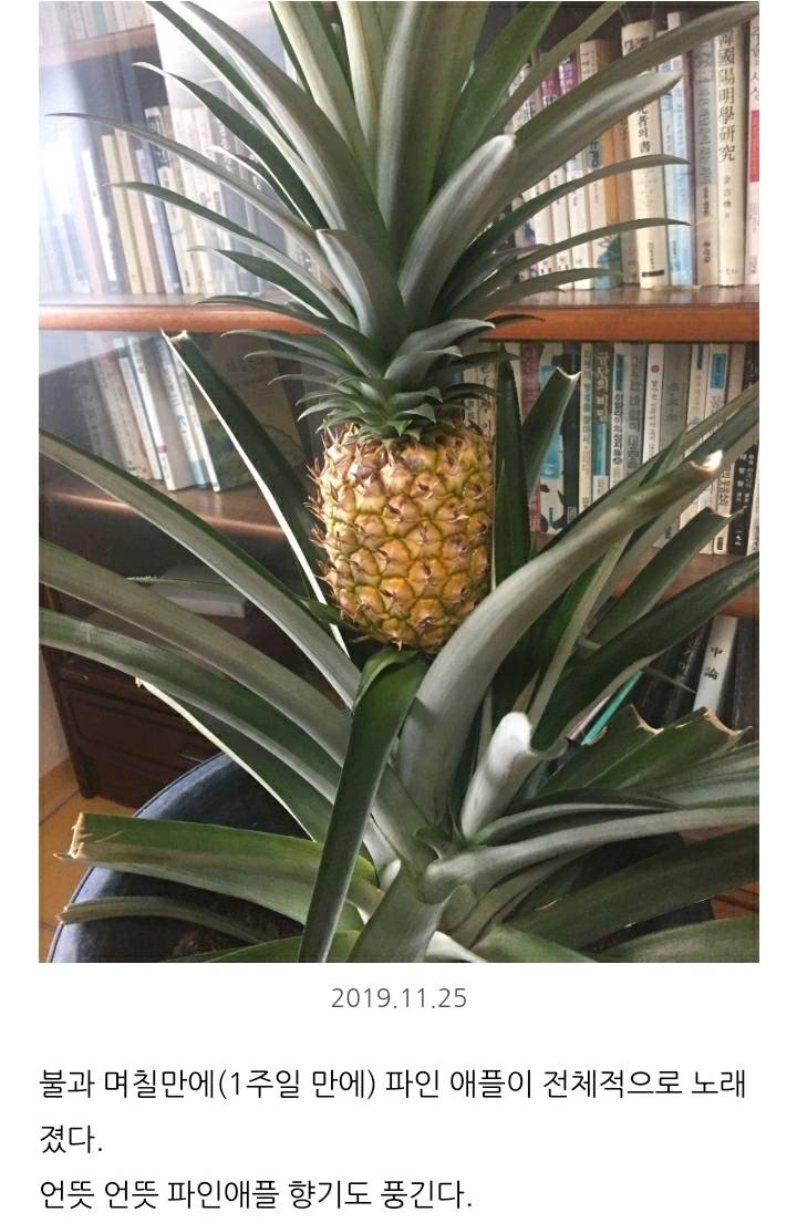한 아저씨 블로거의 집에서 파인애플 키우기 (뭔가 힐링되는 기분임) | 인스티즈