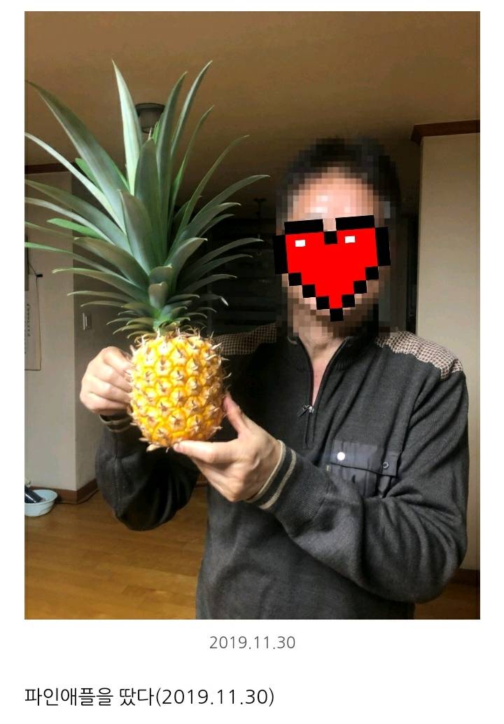 한 아저씨 블로거의 집에서 파인애플 키우기 (뭔가 힐링되는 기분임) | 인스티즈