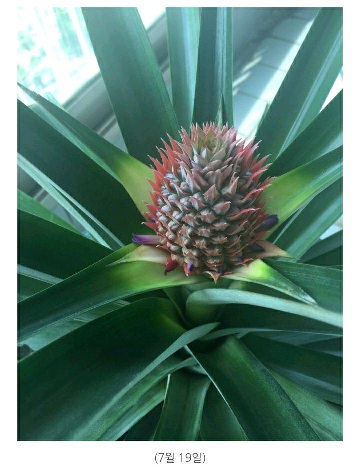 한 아저씨 블로거의 집에서 파인애플 키우기 (뭔가 힐링되는 기분임) | 인스티즈