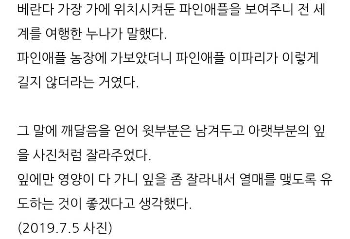 한 아저씨 블로거의 집에서 파인애플 키우기 (뭔가 힐링되는 기분임) | 인스티즈