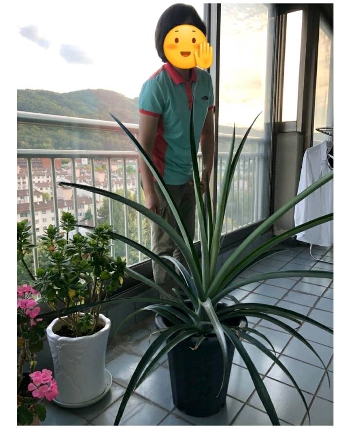 한 아저씨 블로거의 집에서 파인애플 키우기 (뭔가 힐링되는 기분임) | 인스티즈