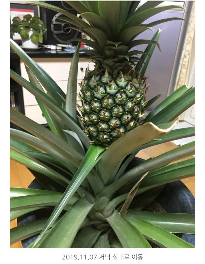 한 아저씨 블로거의 집에서 파인애플 키우기 (뭔가 힐링되는 기분임) | 인스티즈