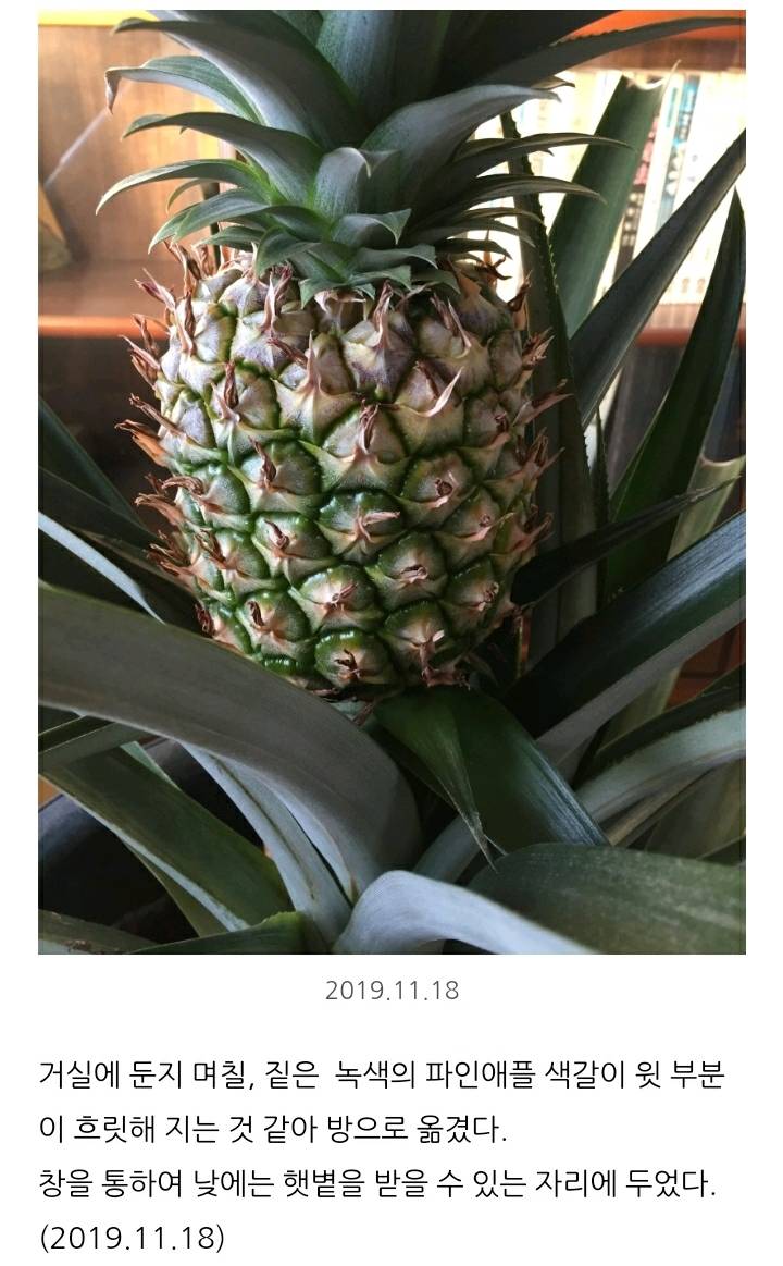 한 아저씨 블로거의 집에서 파인애플 키우기 (뭔가 힐링되는 기분임) | 인스티즈