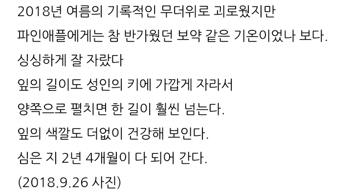 한 아저씨 블로거의 집에서 파인애플 키우기 (뭔가 힐링되는 기분임) | 인스티즈