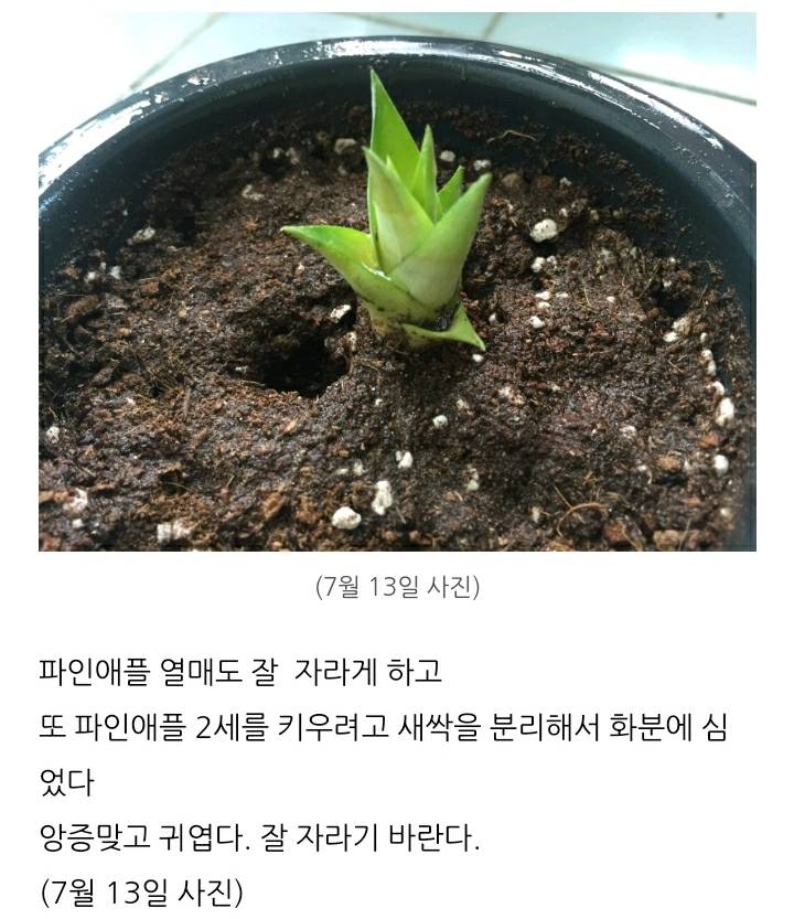 한 아저씨 블로거의 집에서 파인애플 키우기 (뭔가 힐링되는 기분임) | 인스티즈