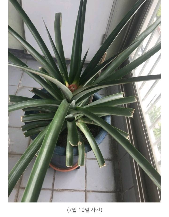 한 아저씨 블로거의 집에서 파인애플 키우기 (뭔가 힐링되는 기분임) | 인스티즈