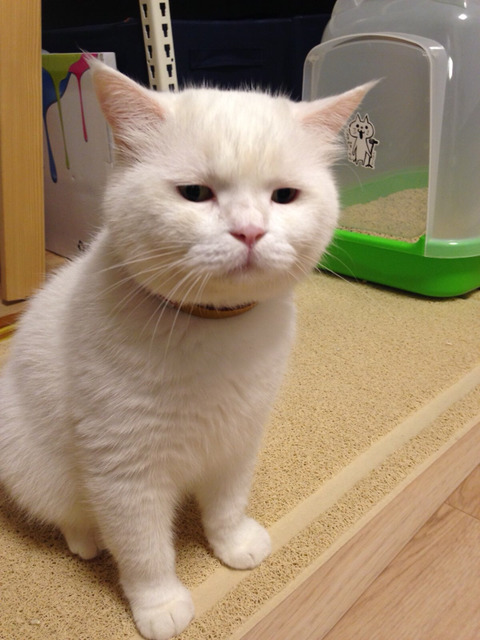 고 양 이 가자미눈 | 인스티즈