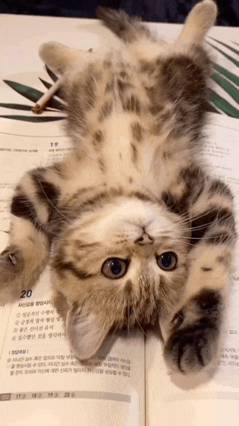 공부하는 주인 방해하는 고양이 | 인스티즈