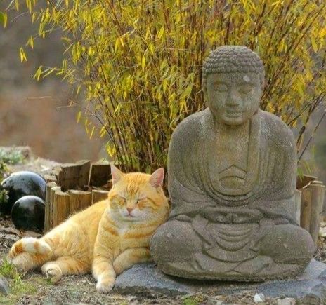 불상과 고양이 (불교) | 인스티즈