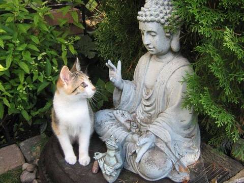 불상과 고양이 (불교) | 인스티즈