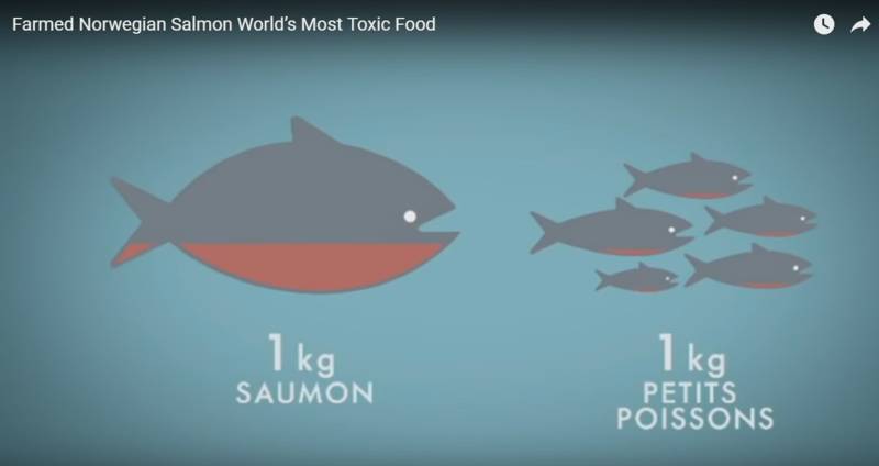 알고는 절대 못 먹는 노르웨이 연어의 무서운 비밀 (바다 이, 생선 우글거리는 사진 주의) | 인스티즈