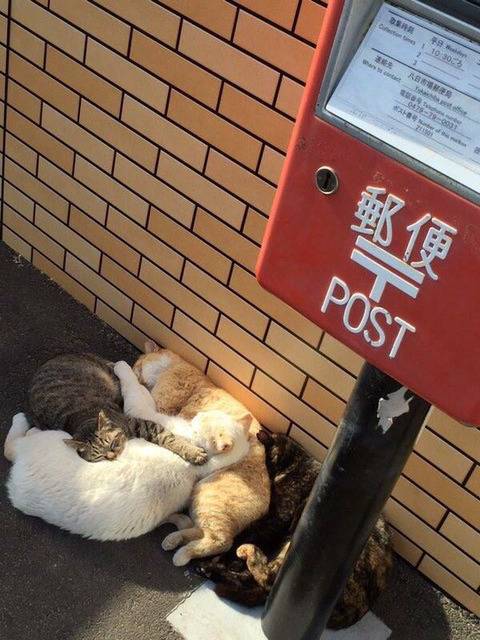 일본 우체국 옆에서 낮잠자는 고양이들 | 인스티즈