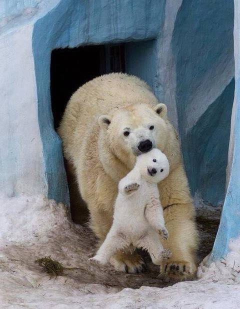 엄마한테 메롱한 아기북극곰의 최후.jpg | 인스티즈