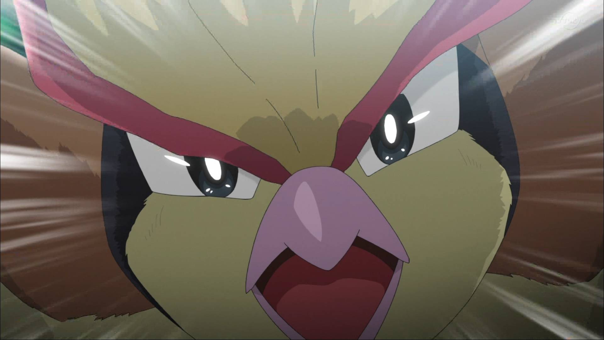 드디어 피존투가 나왔다는 글에 난리난 원피스갤 | 인스티즈