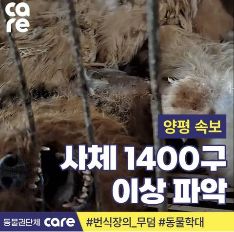 살기위해 철창 물어뜯다 죽은 푸들 (양평 1700마리 반려견 집단 아사 현장) | 인스티즈