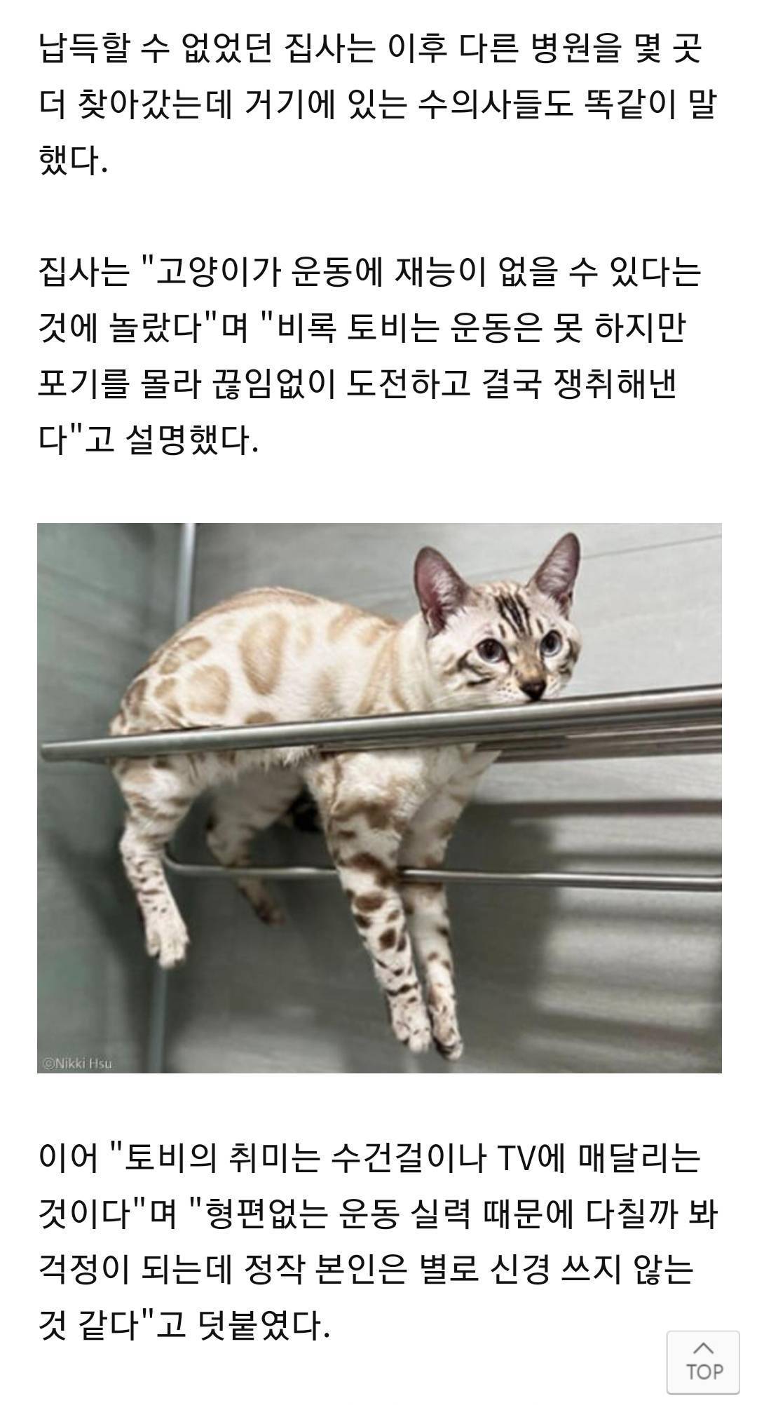 고양이가 걱정되어 동물병원에 데려갔는데, 운동신경이 없단다 | 인스티즈