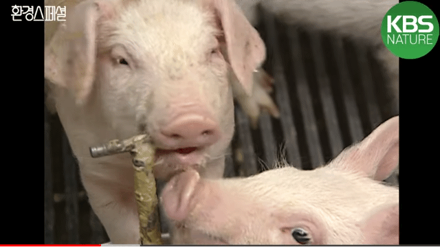 태어나자마자 바쁜 아기 돼지 (혐오주의) | 인스티즈