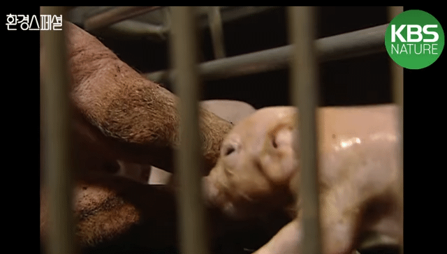 태어나자마자 바쁜 아기 돼지 (혐오주의) | 인스티즈