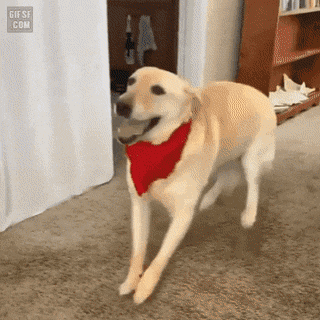 댕댕이가 기분 좋을때 걷는 포즈 | 인스티즈