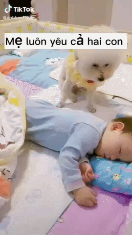 막내 집사 이불 덮어주는 댕댕이 | 인스티즈