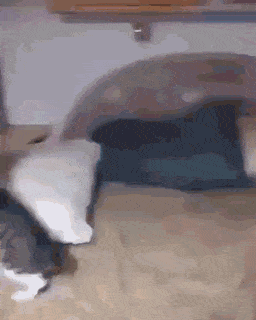 친구 구출하러 가는 고양이 | 인스티즈