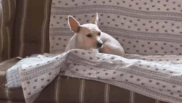 학대당한 강아지 모카가 아이유에게 마음을 열기까지 | 인스티즈