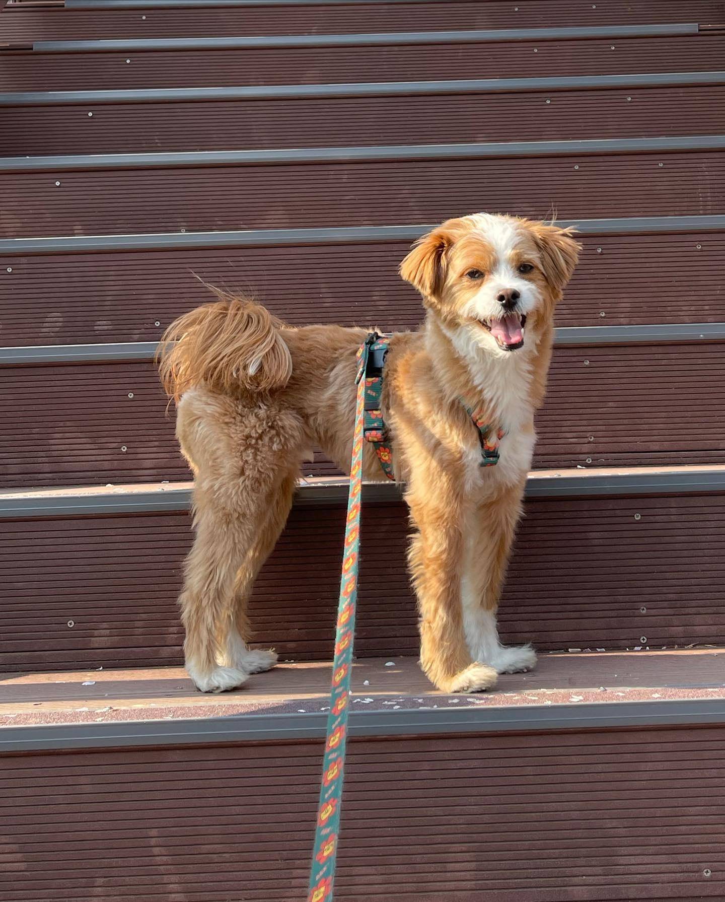 비오는날 실외배변견을 키우는 견주들의 흔한 속마음 | 인스티즈