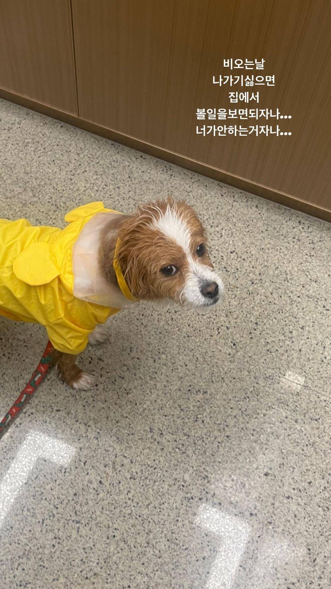 비오는날 실외배변견을 키우는 견주들의 흔한 속마음 | 인스티즈