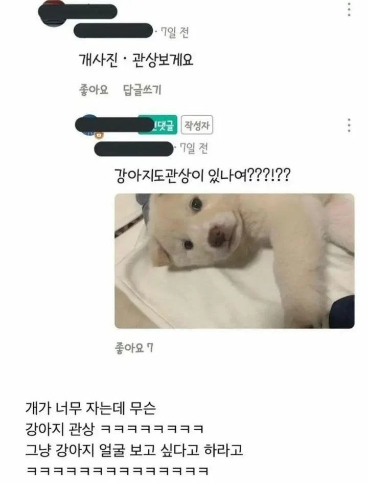 강아지 관상.jpg | 인스티즈
