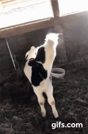 자신의 입김을 보고 신기해하는 송아지gif | 인스티즈