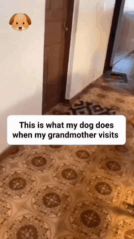할머니가 방문할 때마다 우리집 개가 하는 행동 | 인스티즈