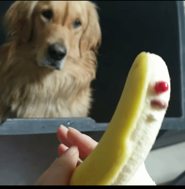 인절미 약먹이는법 | 인스티즈