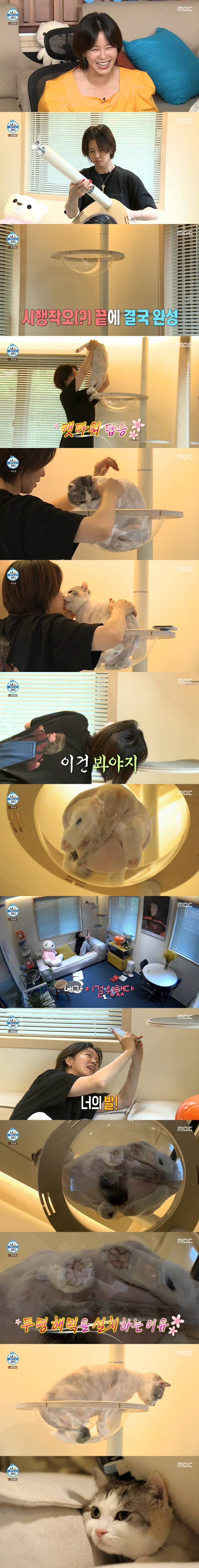 투명 캣타워를 설치하는 이유 | 인스티즈