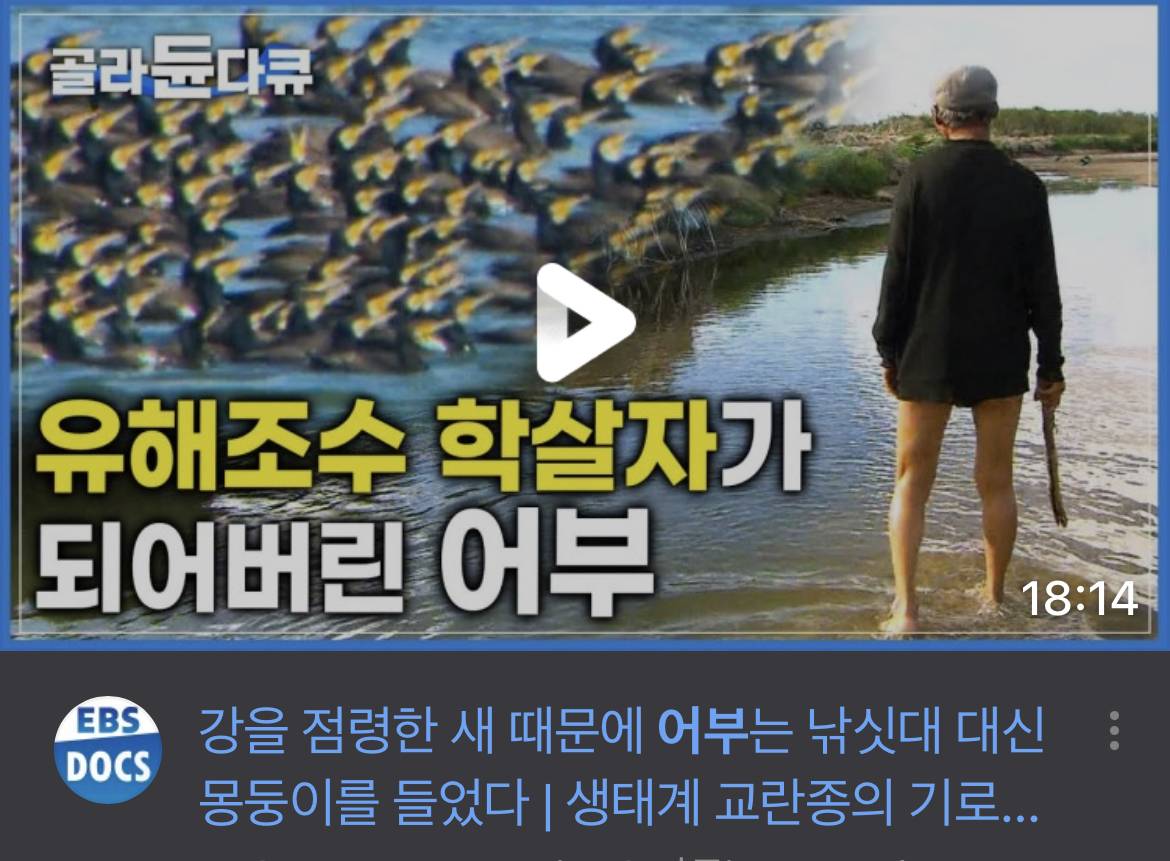 현재 한국 생태계 파괴시키고 있는 '6억' 물고기 씨말리고 산림도 파괴하는 빌런새 | 인스티즈