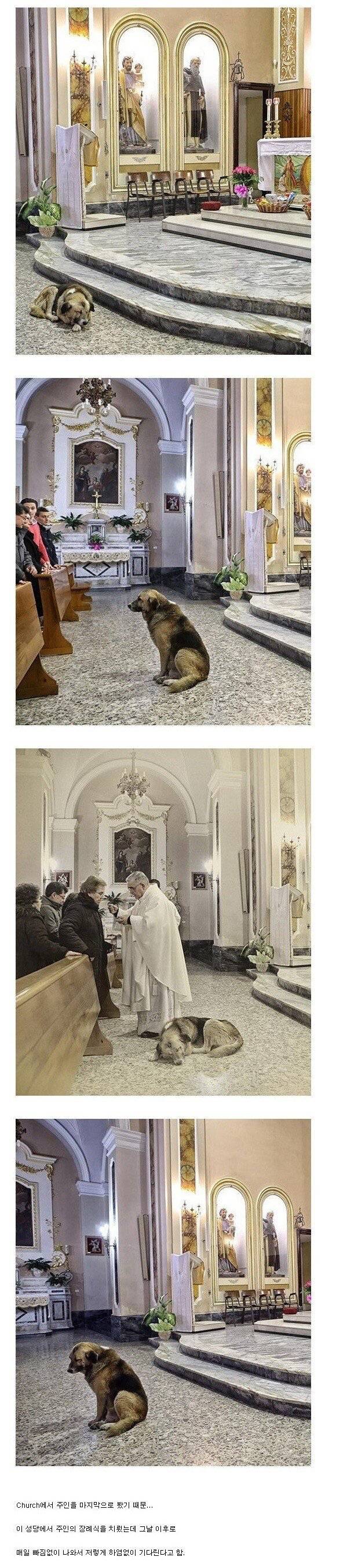 개가 성당에 오는 이유 | 인스티즈