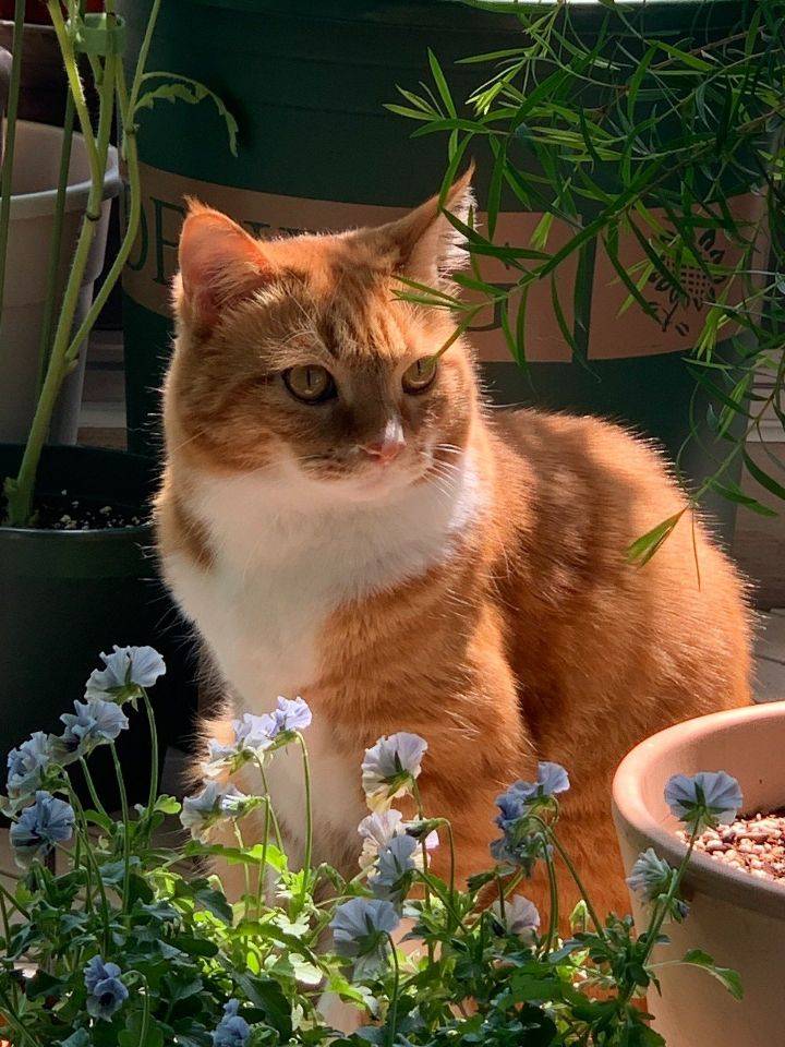 꽃 + 고양이 + 햇살 = 심쿵 | 인스티즈