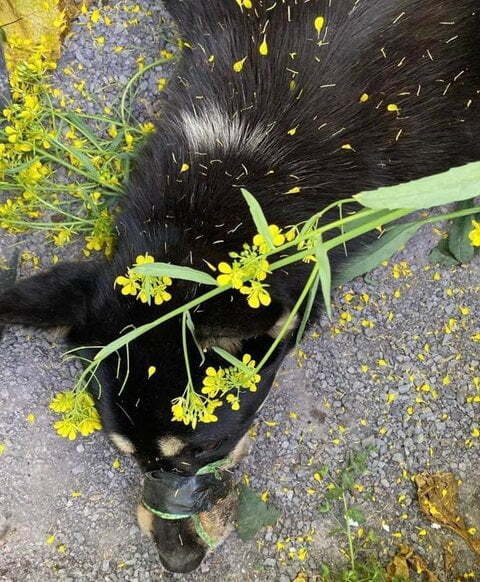 유채밭에 버려진 강아지 | 인스티즈