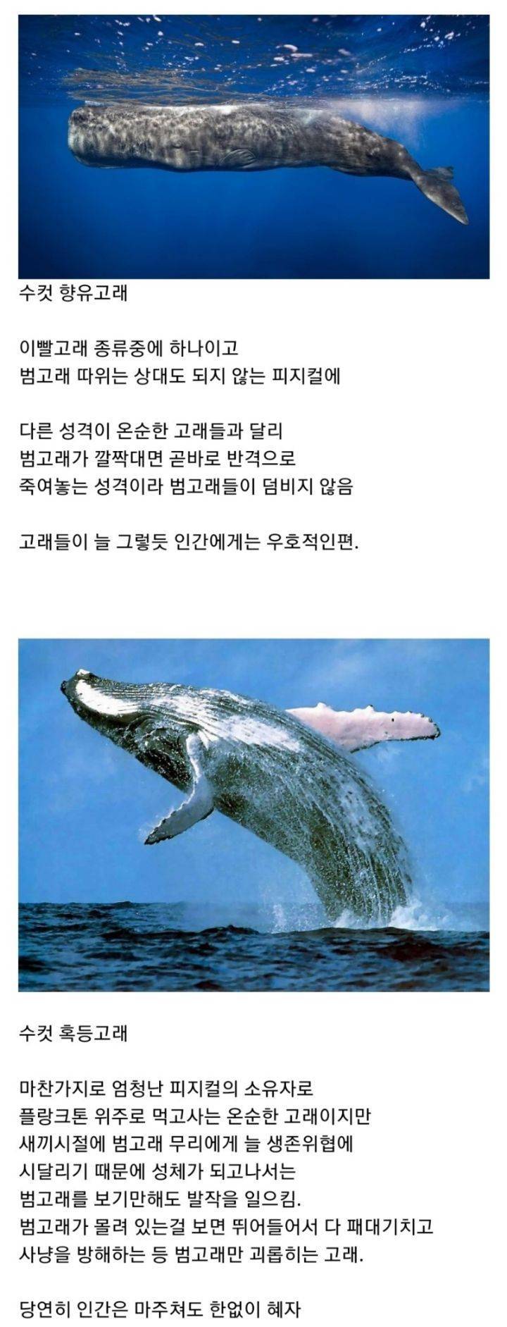 범고래 보다도 강하다는 해양생물 | 인스티즈