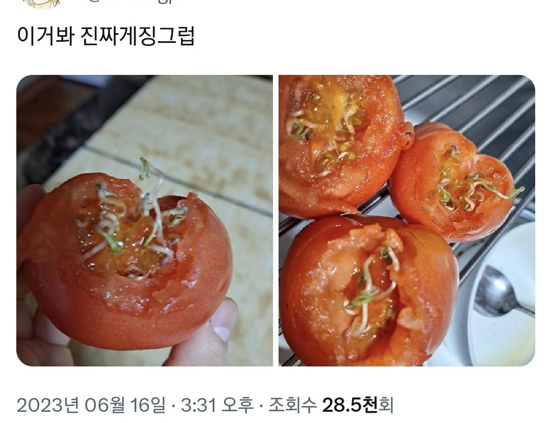 토마토 실온에 오래 놔두면 겉으로는 멀쩡해도 안에서 아...twt | 인스티즈